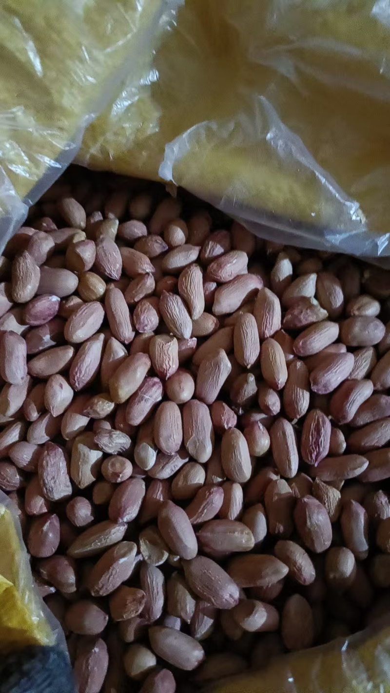 山东菏泽花生米，统货精品，有油料花生米，对接全国