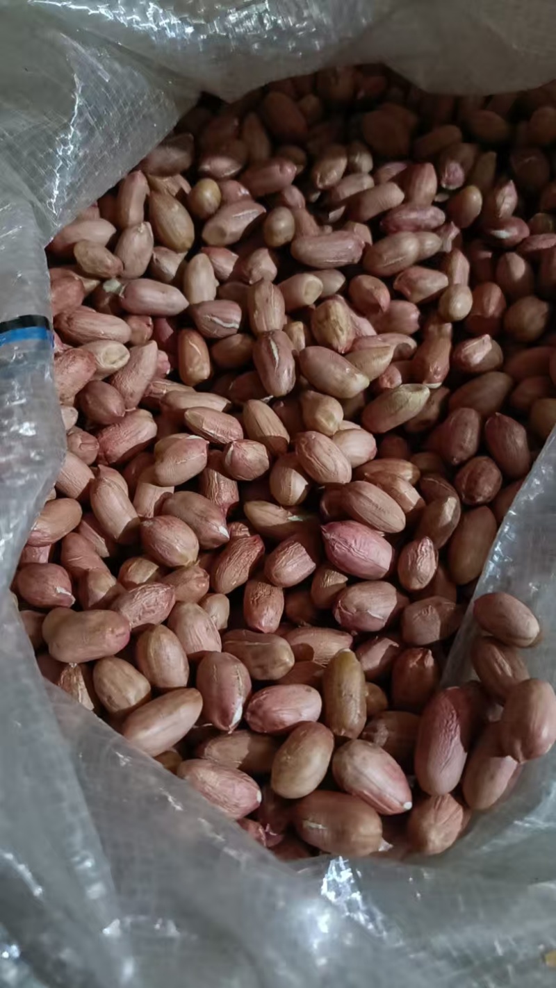 山东菏泽花生米，统货精品，有油料花生米，对接全国