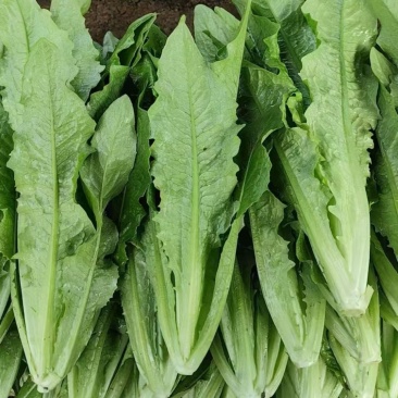 精品油麦菜
