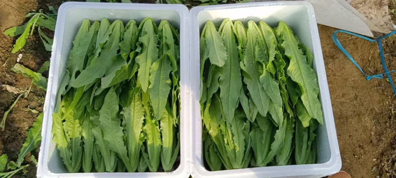 精品油麦菜