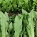 精品油麦菜
