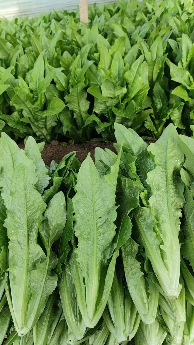 精品油麦菜