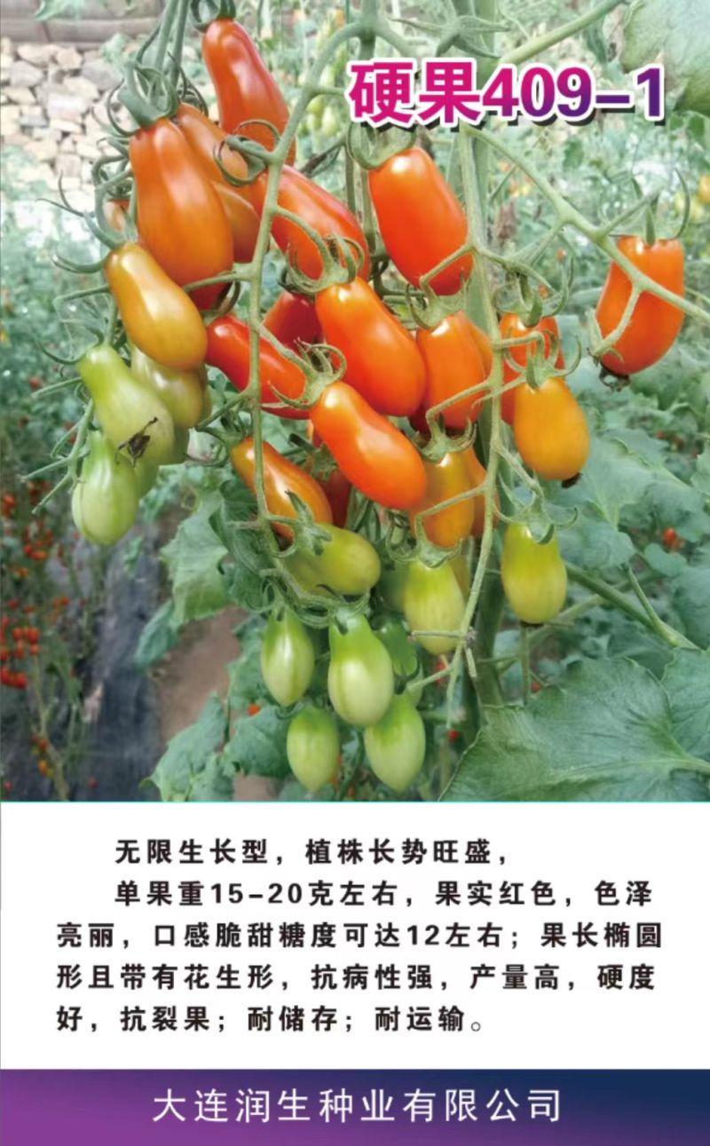 花生番茄种苗硬果2号小番茄种苗诚信经营基地直供