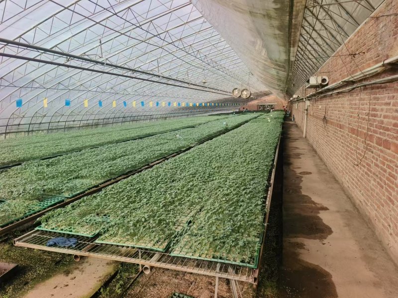 花生番茄种苗硬果2号小番茄种苗诚信经营基地直供