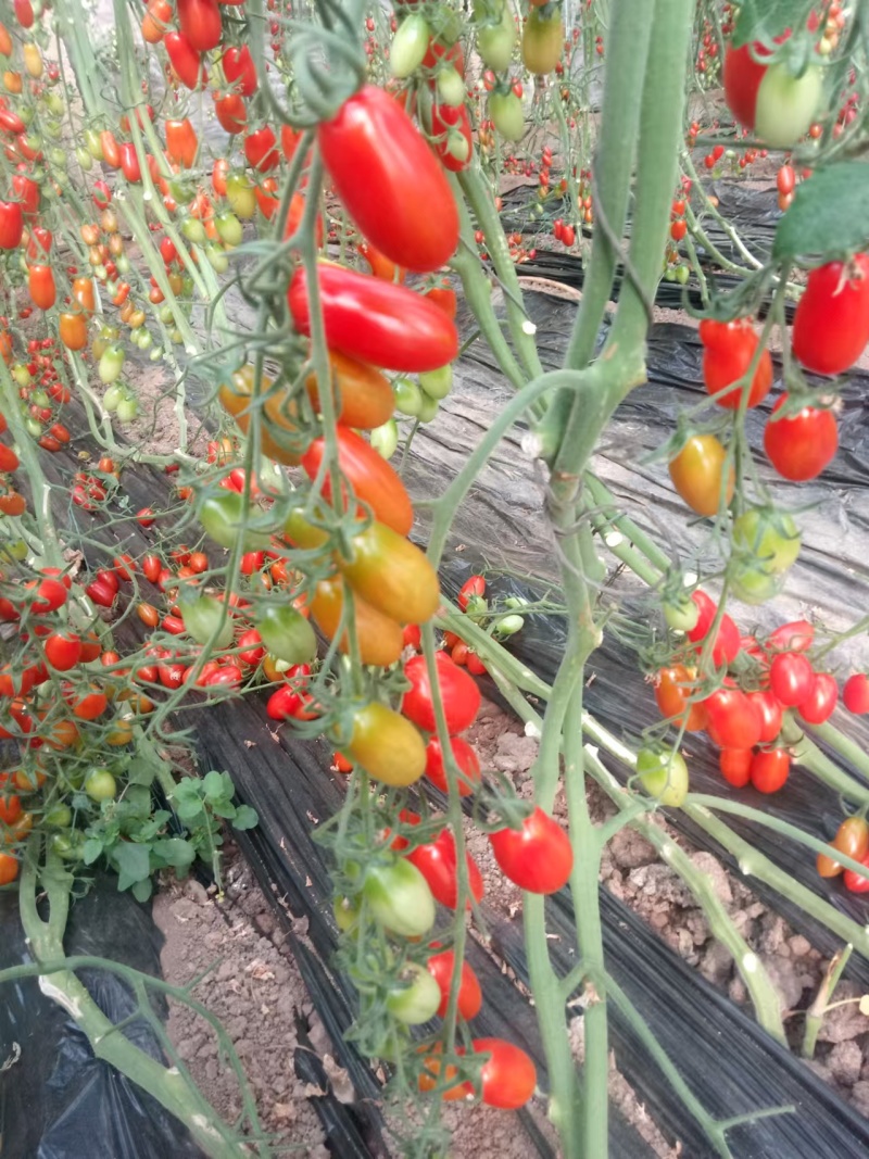 花生番茄种苗硬果2号小番茄种苗诚信经营基地直供