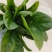 黑叶菠菜