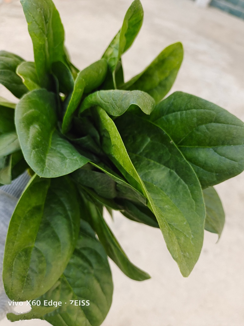 黑叶菠菜