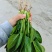 黑叶菠菜