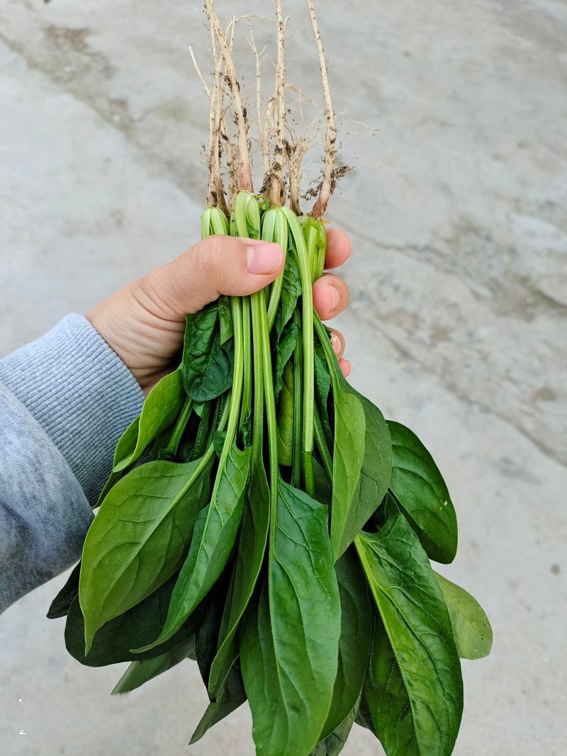 黑叶菠菜