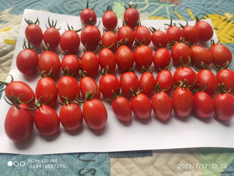【牛商实力推荐】千禧小番茄种苗大乔基地直发诚信经营