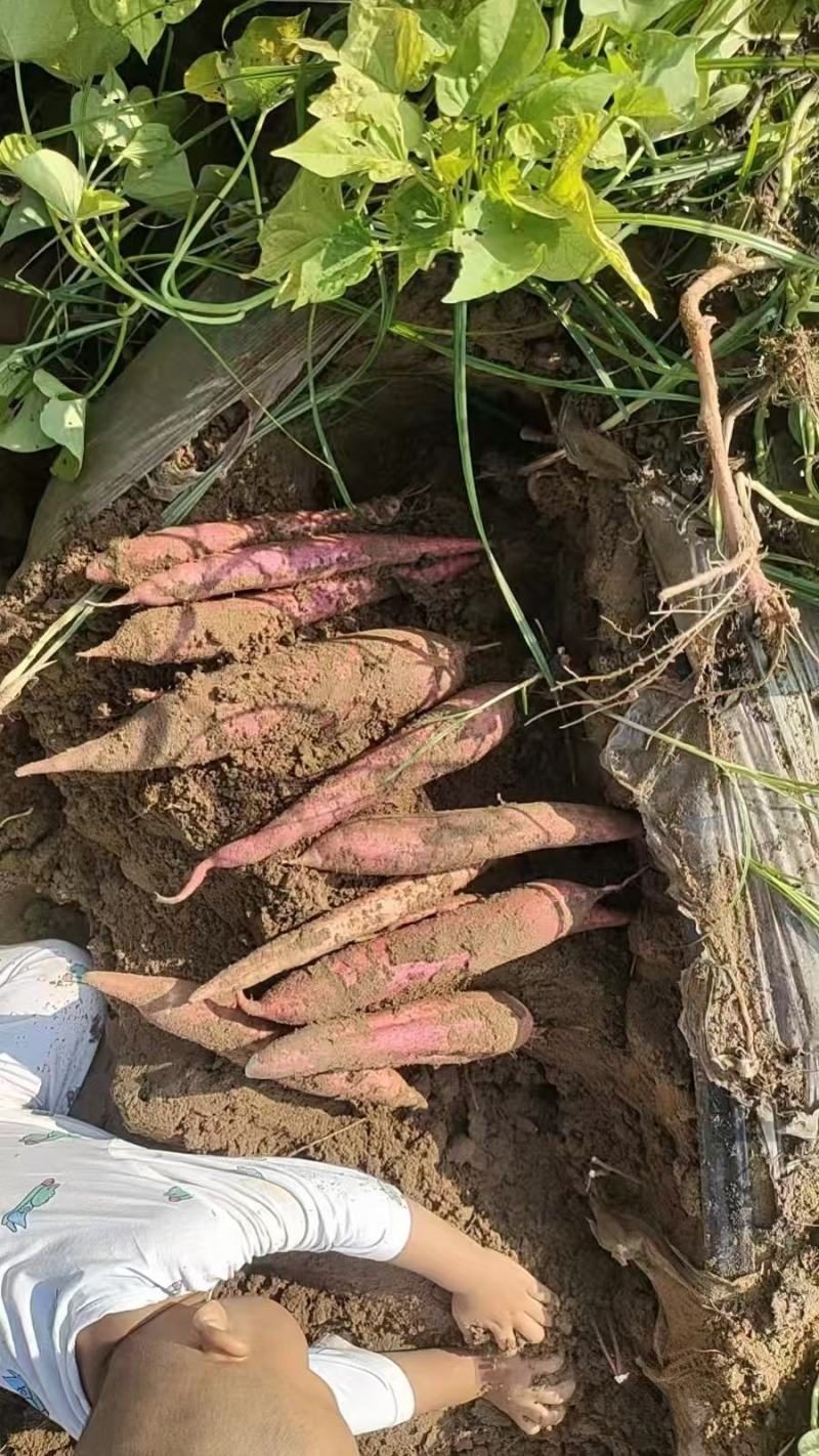 精品板栗薯大量供货品质保证价格优惠无丝无虫眼来电谈