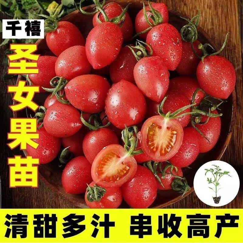 【牛商实力推荐】千禧小番茄种苗大乔基地直发诚信经营