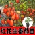 花生番茄种苗硬果2号小番茄种苗诚信经营基地直供