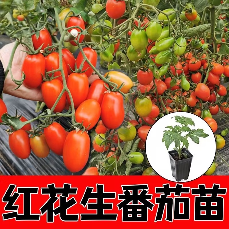 花生番茄种苗硬果2号小番茄种苗诚信经营基地直供