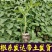 花生番茄种苗硬果2号小番茄种苗诚信经营基地直供