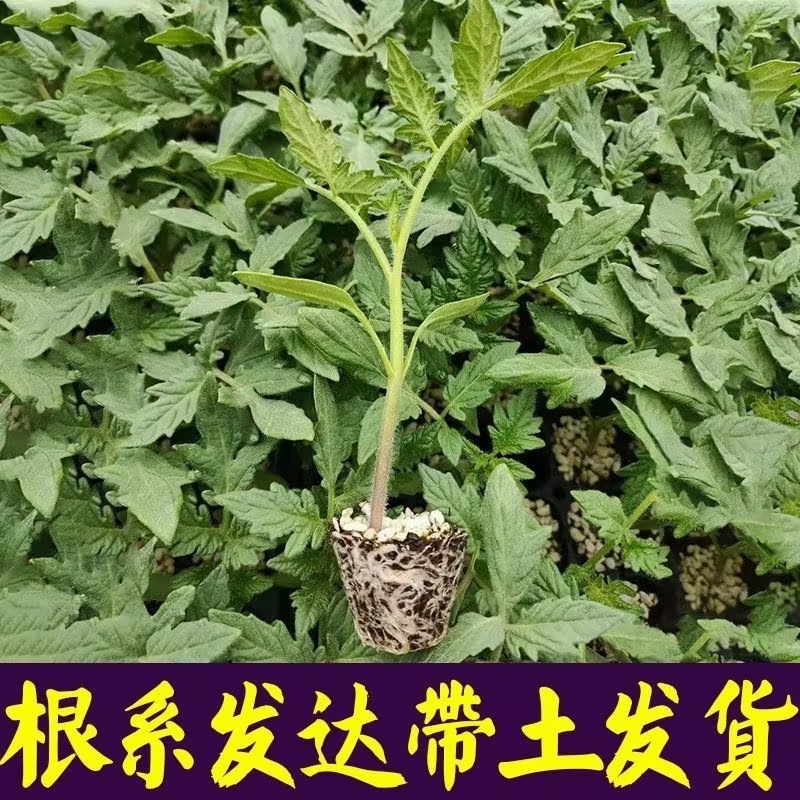 花生番茄种苗硬果2号小番茄种苗诚信经营基地直供