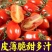 花生番茄种苗硬果2号小番茄种苗诚信经营基地直供