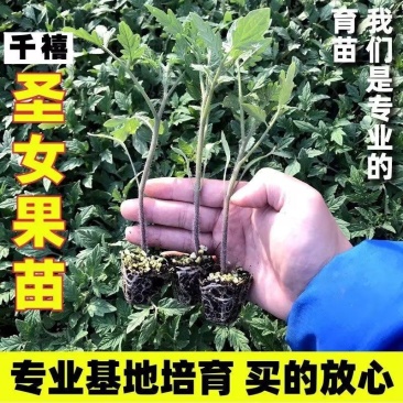 千禧小番茄种苗硬果1号产量高口感好，抗病毒，基地育苗