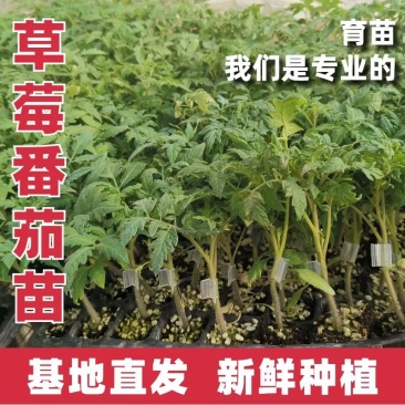 草莓西红柿种苗香甜一号水果番茄种苗基地直发产量高