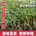 草莓西红柿种苗香甜一号水果番茄种苗基地直发产量高