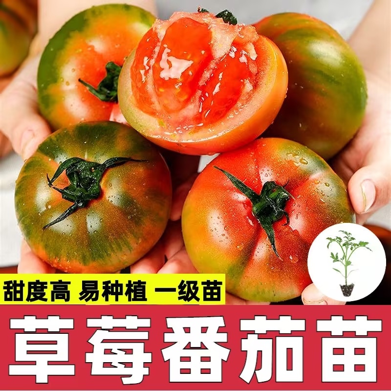 草莓西红柿种苗香甜一号水果番茄种苗基地直发产量高