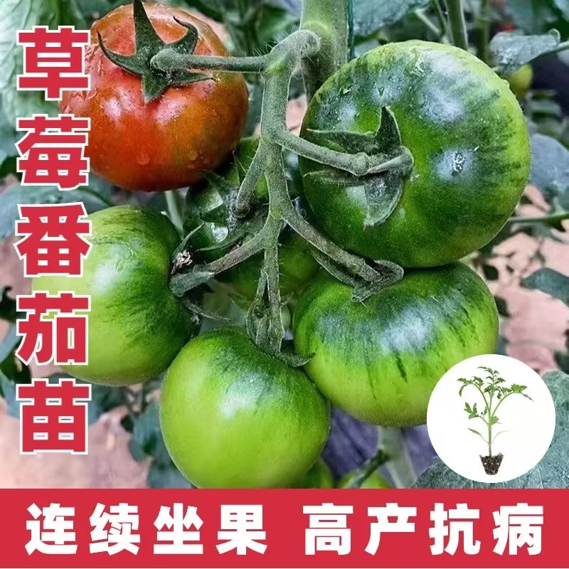草莓西红柿种苗香甜一号水果番茄种苗基地直发产量高
