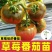 草莓西红柿种苗香甜一号水果番茄种苗基地直发产量高