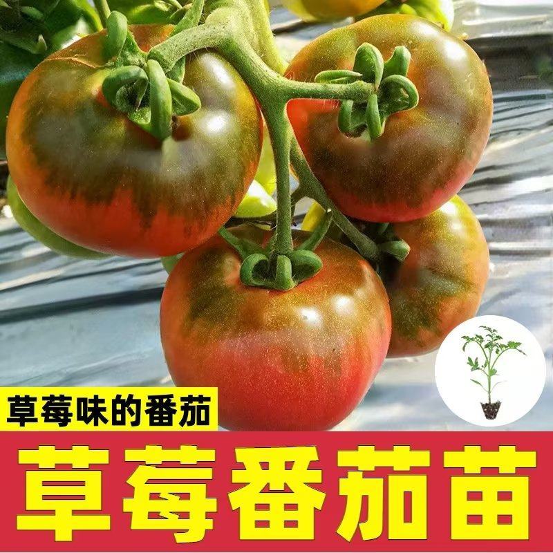草莓西红柿种苗香甜一号水果番茄种苗基地直发产量高