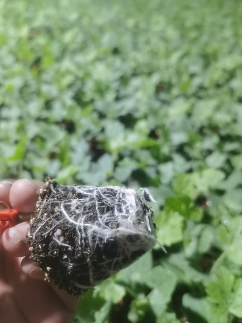 京欣系列西瓜苗（抗病性好少籽粒韧性好果肉大红）