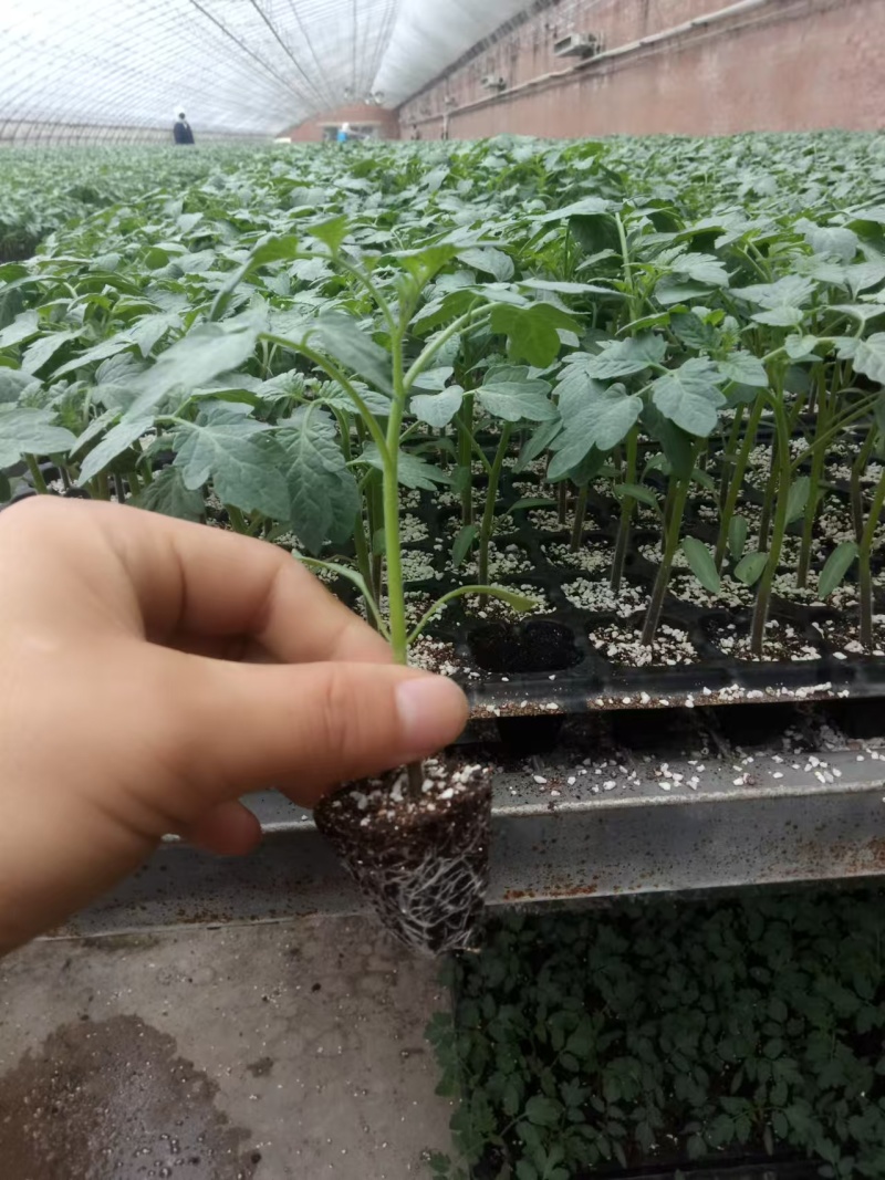番茄种苗丰收6号草莓口感番茄抗病毒产量高品质保证