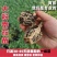 润生319口感硬粉西红柿种苗基地直供
