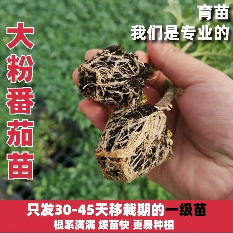 润生319口感硬粉西红柿种苗基地直供