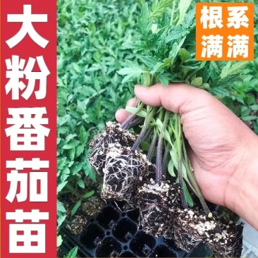 润生319口感硬粉西红柿种苗基地直供