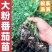 润生319口感硬粉西红柿种苗基地直供