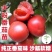 润生319口感硬粉西红柿种苗基地直供