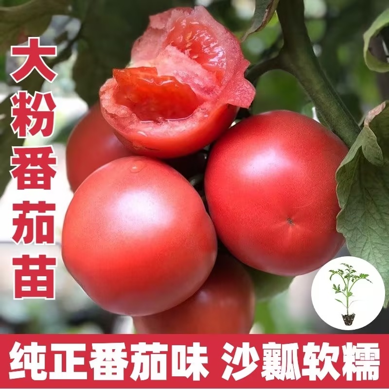 润生319口感硬粉西红柿种苗基地直供