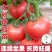 润生319口感硬粉西红柿种苗基地直供