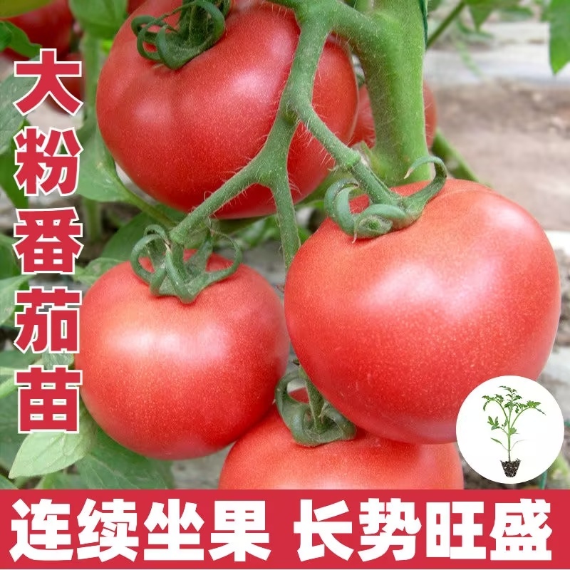 润生319口感硬粉西红柿种苗基地直供