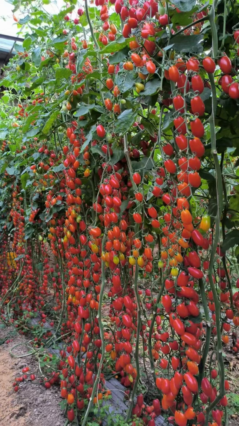 花生番茄种苗硬果2号小番茄种苗诚信经营基地直供