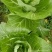 恩施本地5号白菜苔