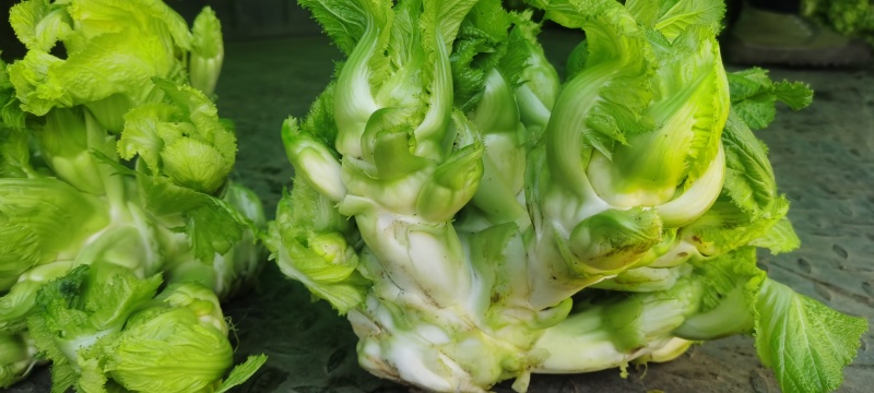 贵州黔西南州兴义市安龙县精品儿菜