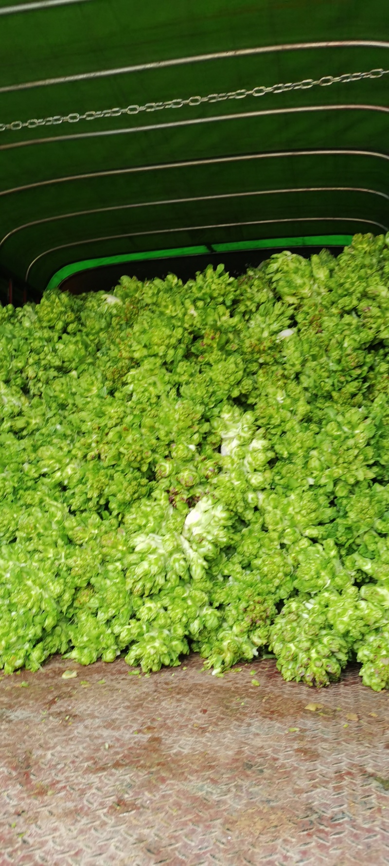贵州黔西南州兴义市安龙县精品儿菜