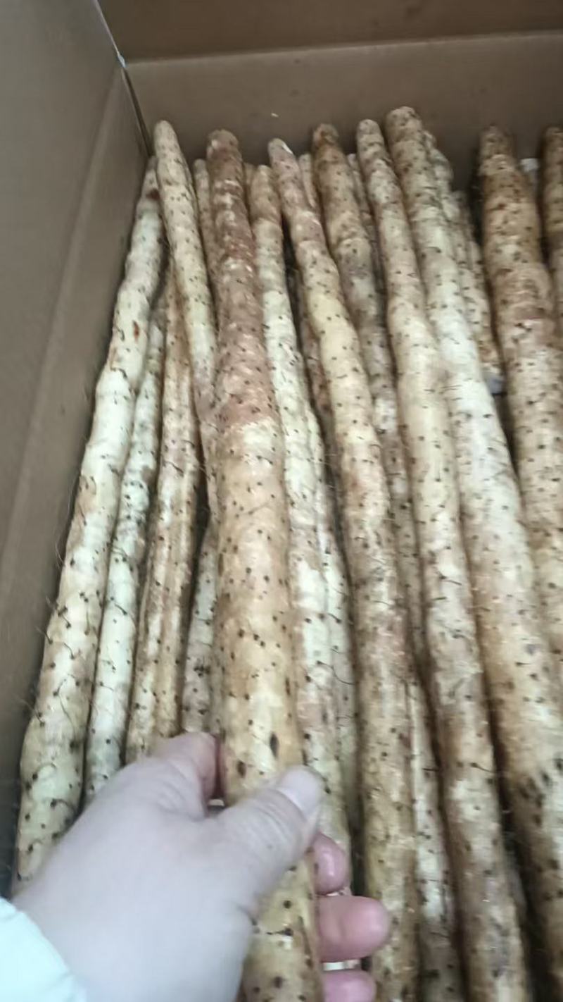河北铁棍山药产地发货一手货源批发品质保证价格优惠全国发货