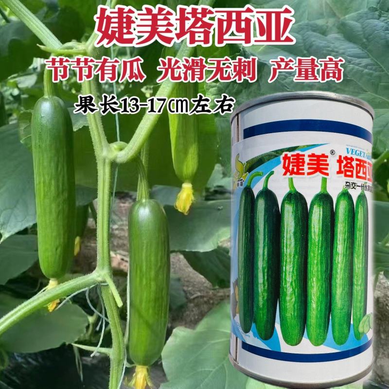 婕美塔西亚小黄瓜种子光滑无刺节节有瓜荷兰水果黄瓜种子春秋