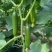 婕美塔西亚小黄瓜种子光滑无刺节节有瓜荷兰水果黄瓜种子春秋