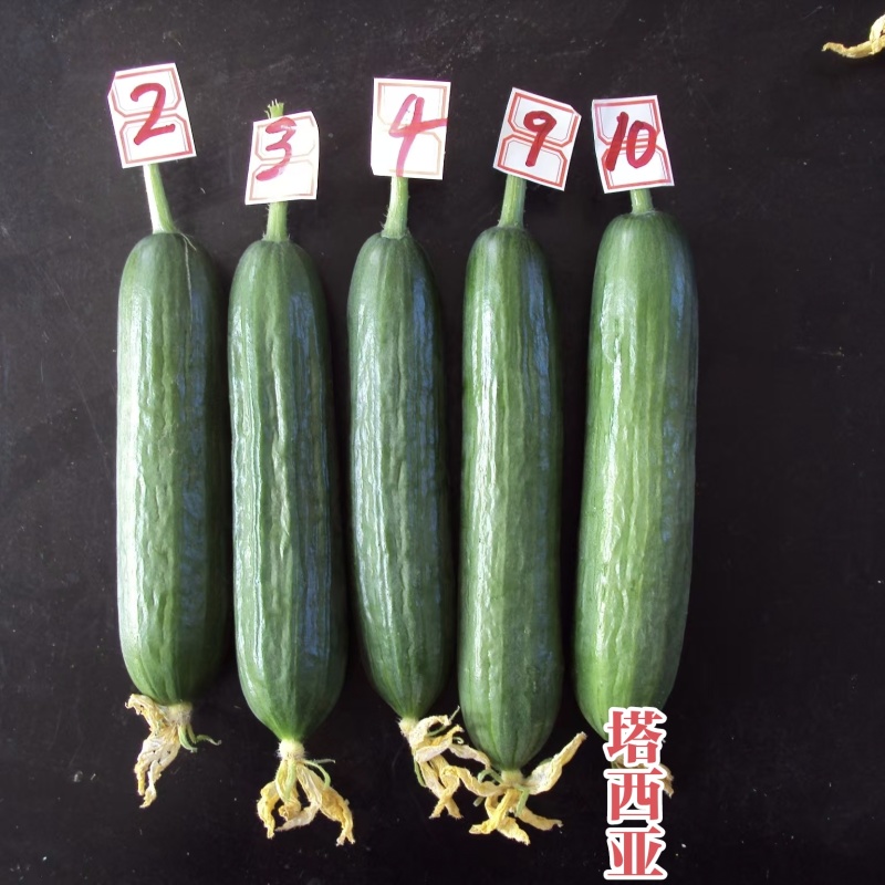 婕美塔西亚小黄瓜种子光滑无刺节节有瓜荷兰水果黄瓜种子春秋
