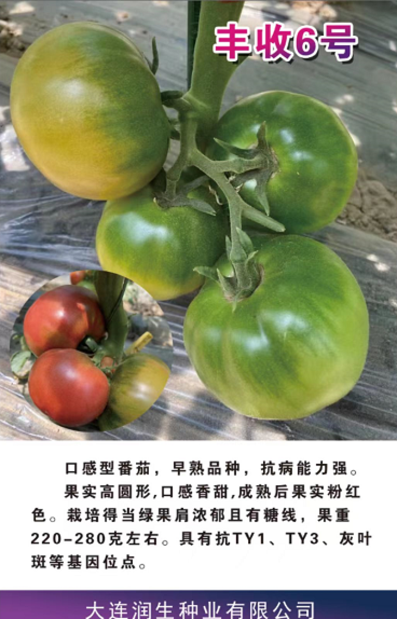 番茄种苗丰收6号草莓口感番茄抗病毒产量高品质保证