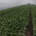 【新鲜供货】冰菜，四川冰菜，大量供应保质保量，可全国发货