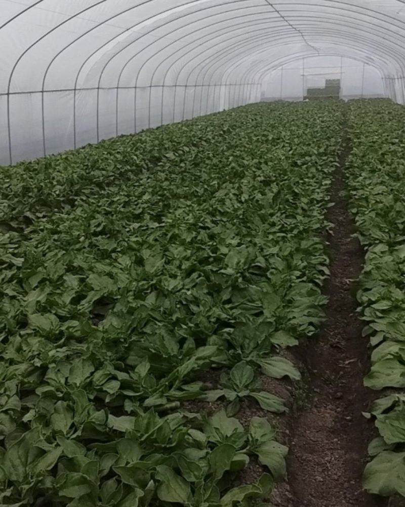 【新鲜供货】冰菜，四川冰菜，大量供应保质保量，可全国发货