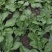 【新鲜供货】冰菜，四川冰菜，大量供应保质保量，可全国发货